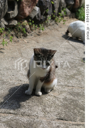 佐柳島の猫 89443548