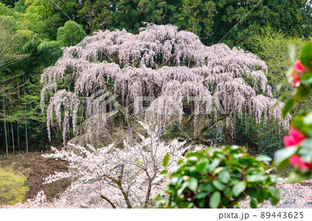 福聚寺のしだれ桜 89443625