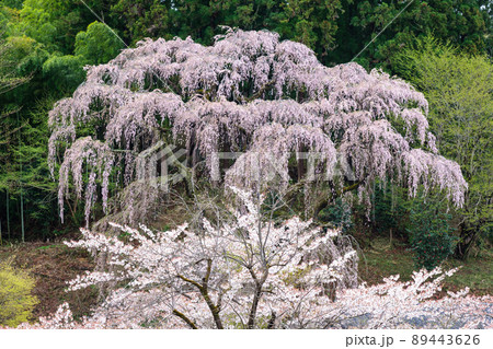 福聚寺のしだれ桜 福聚寺のしだれ桜 89443626