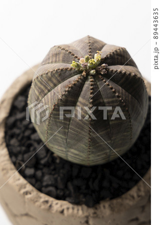 ユーフォルビア オベサの俯瞰写真。花のアップ。 89443635