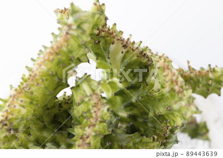 ユーフォルビア ラクテア クリスタータ ミントクリームの綴化アップ 89443639