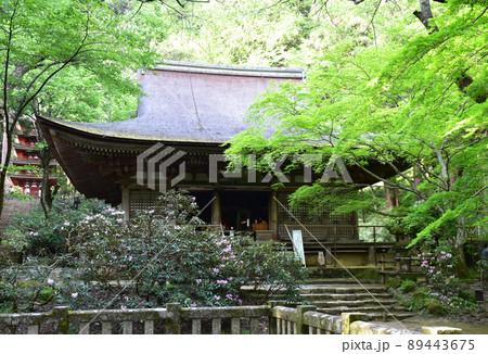 新緑の室生寺　本堂 89443675