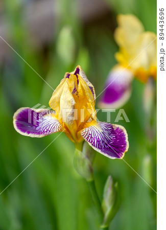 花壇のジャーマンアイリス 花壇のジャーマンアイリス 89443696