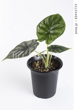 アロカシア ドラゴンスケイル アロカシア ドラゴンスケイル 89443754