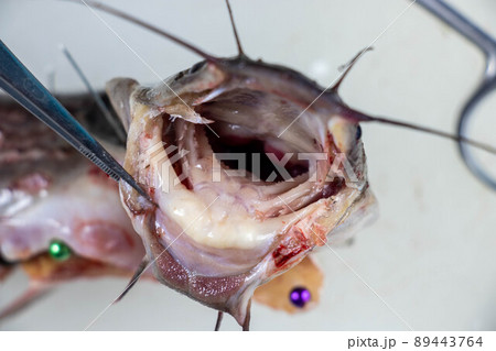 Structure of Clarias gariepinus in the laboratory. 89443764