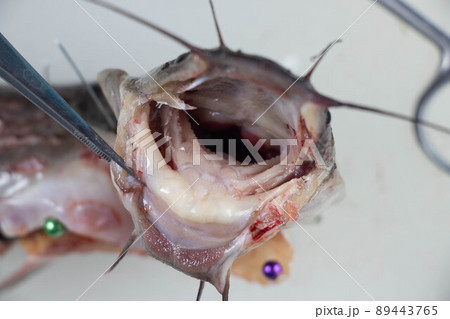 Structure of Clarias gariepinus in the laboratory. 89443765