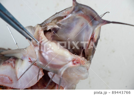Structure of Clarias gariepinus in the laboratory. 89443766