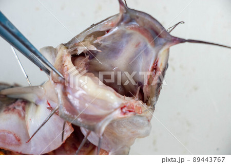 Structure of Clarias gariepinus in the laboratory. 89443767