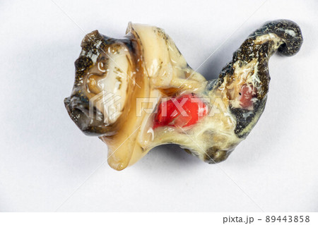 Structure of Giant African Snail in the laboratory. Structure of Giant African Snail in the laboratory. 89443858