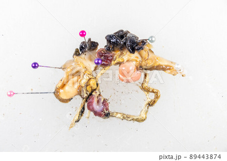 Structure of Giant African Snail in the laboratory. Structure of Giant African Snail in the laboratory. 89443874