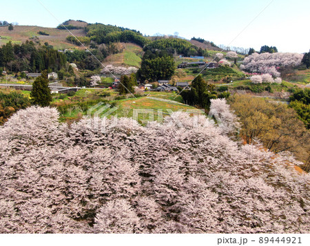 栗の里公園の満開の桜並木の空撮 栗の里公園の満開の桜並木の空撮 89444921