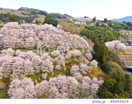 栗の里公園の満開の桜並木の空撮 89444924