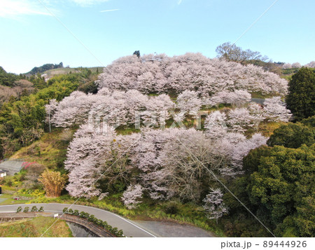 栗の里公園の満開の桜並木の空撮 89444926