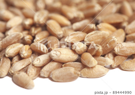 Grains of wheat isolated on white background. Grains of wheat isolated on white background. 89444990