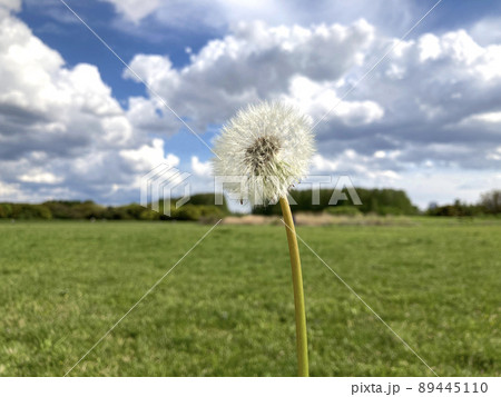 たんぽぽ 89445110