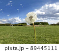 たんぽぽ（飛ぶ綿毛） 89445111