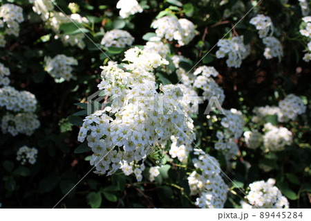 Springtime's very young garden decorative bush with white flowers,leaves and buds, surroundings of Zagreb, Croatia 89445284