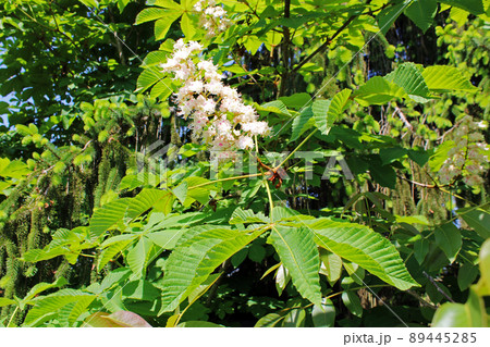 Springtime's very young horse chestnut flowers and leaves, surroundings of Zagreb, Croatia 89445285