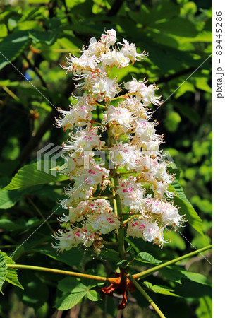Springtime's very young horse chestnut flowers and leaves, surroundings of Zagreb, Croatia 89445286