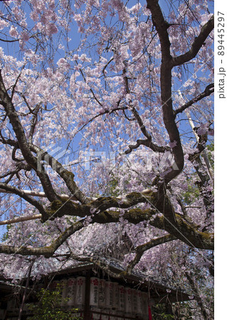 水火天満宮の桜 水火天満宮の桜 89445297
