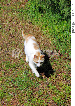 Young cat takes a first springtimes walk around the house, surroundings of Zagreb, Croatia Young cat takes a first springtimes walk around the house, surroundings of Zagreb, Croatia 89445354