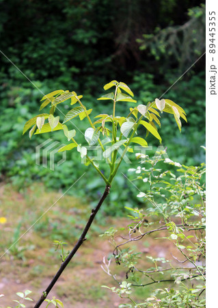 Springtime's very young walnut leaves and branches, surroundings of Zagreb, Croatia Springtime's very young walnut leaves and branches, surroundings of Zagreb, Croatia 89445355
