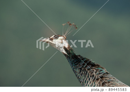 Female peacock head, detailed photo close up with beautiful bokeh. 89445583