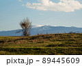 A lonely tree on a hill with spring grass against the backdrop of a snowy mountain. 89445609