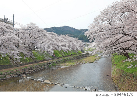 美祢さくら公園の桜 89446170