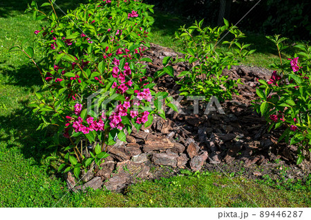 garden bed with mulched tree bark blooming flowers with green leaves on a sunny spring day in the backyard close-up of a plant. garden bed with mulched tree bark blooming flowers with green leaves on a sunny spring day in the backyard close-up of a plant. 89446287