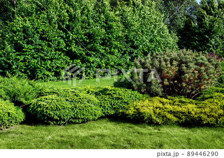 evergreen pine and thuja bushes on a lawn with green grass in a park with deciduous trees on a sunny summer day lit by sun, natural parkland background, nobody. 89446290