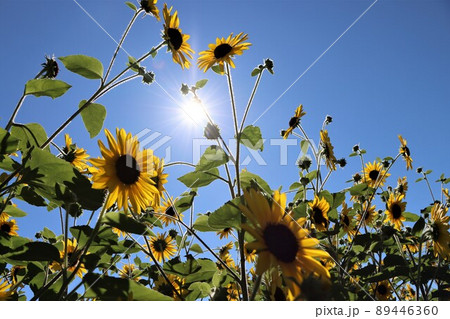 青空と太陽とヒマワリの花ベストマッチングです 青空と太陽とヒマワリの花ベストマッチングです 89446360