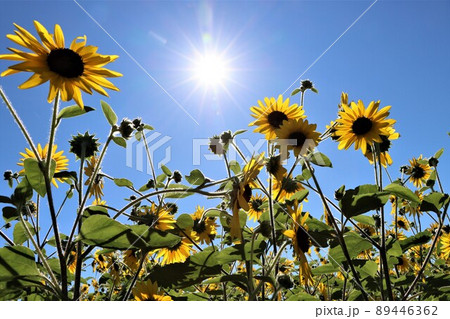 太陽をバックに輝くような向日葵の花 89446362