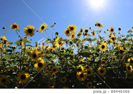 太陽光に包まれて心地よさそうなヒマワリの花 89446366