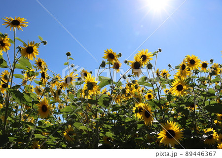 夏を象徴する太陽と向日葵の花 89446367