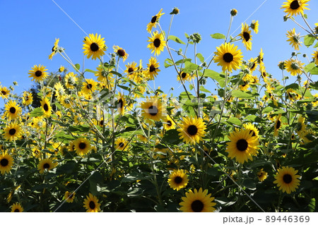 夏のイメージを代表する向日葵の花 夏のイメージを代表する向日葵の花 89446369