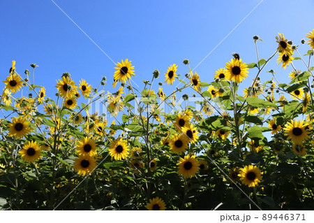 青空に抜けるような小型のひまわりの群生 89446371