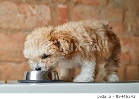 Maltipoo puppy eats from a metal bowl on a brick wall background. Close-up, selective focus 89446543