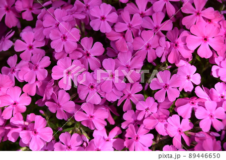 ピンクの花 ピンクの花 89446650