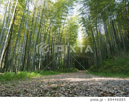 夏前の竹林（森林公園植物園） 89446885