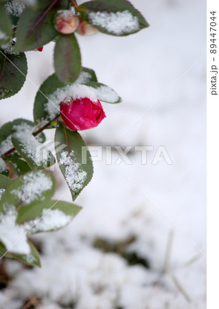 雪をかぶった椿の蕾 雪をかぶった椿の蕾 89447044