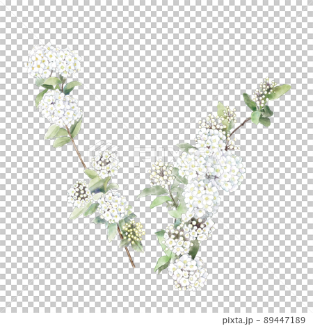 小手毬の花 89447189