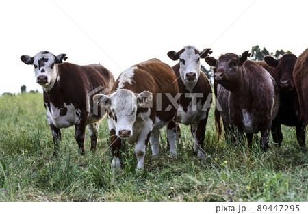 Cows in the Argentine countryside Cows in the Argentine countryside 89447295