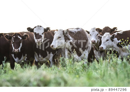 Cows in the Argentine countryside 89447296