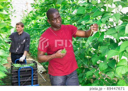 African american grower harvesting bean in farm glasshouse African american grower harvesting bean in farm glasshouse 89447671