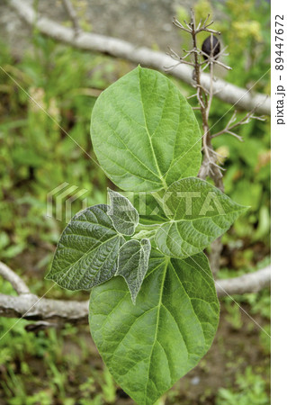 桐の若葉 桐の若葉 89447672