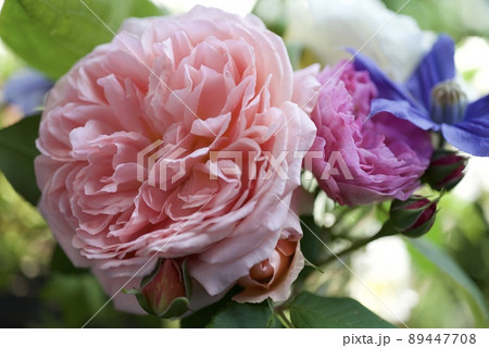 ピンク色のバラかおりかざりのクローズアップ 89447708