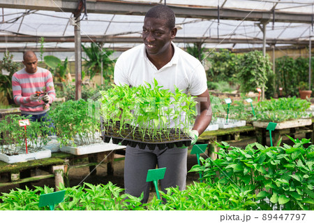 Skilled gardener engaged in cultivation of plants of bell peppers 89447797