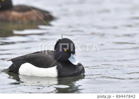 キンクロハジロ 89447842