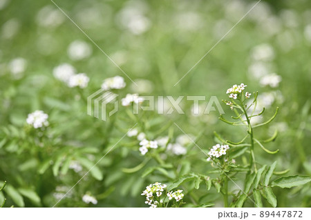 クレソン（オランダガラシ）の花 89447872